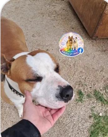 Shapo Amstaff 5anni dal divano al canile.CASERTA Foto 2